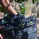 Tenuta Doxi Frühstückspension Gallipoli